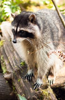 Wild Animal Raccoon Foraging Fallen Logs Nature Wildlife Coon Om