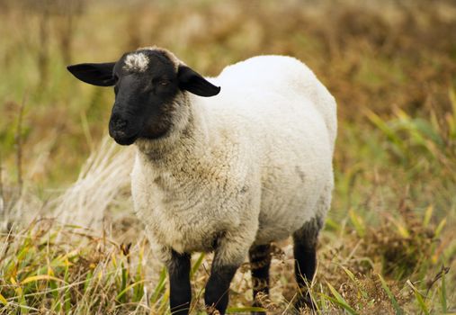 Sheep Ranch Livestock Farm Animal Grazing Domestic Mammal