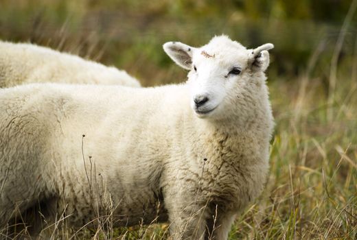 Sheep Ranch Livestock Farm Animal Grazing Domestic Mammal