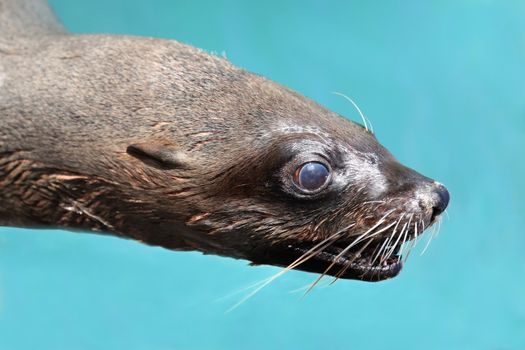 Cape Fur Seal Portrait