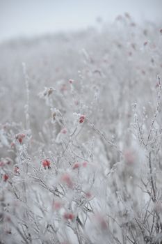 dogrose covered by hoarfrost