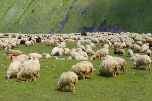 Sheeps.