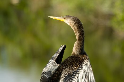 Bird in Florida Everglades