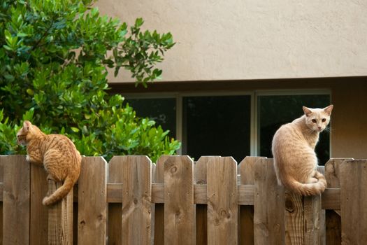 Cats on the fence