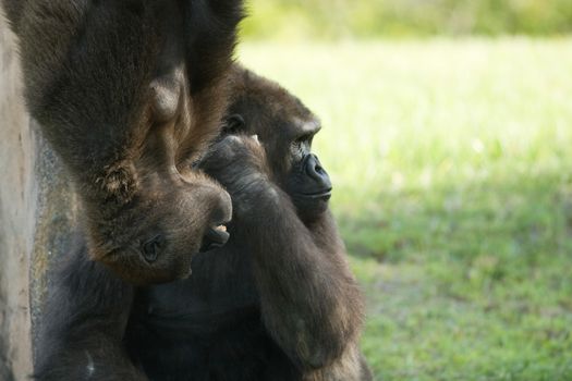 Gorilla with its young one
