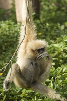 White-Handed Gibbon (Hylobates lar) hanging on a tree