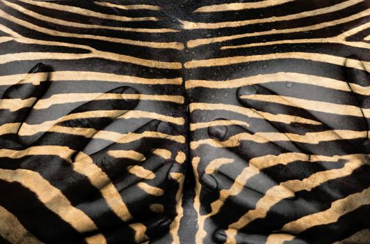 Upper part of female body, hands covering breasts, zebra