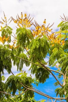 Deciduous trees in exotic countries