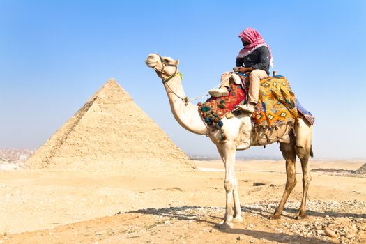 Camel at Giza pyramides, Cairo, Egypt. 