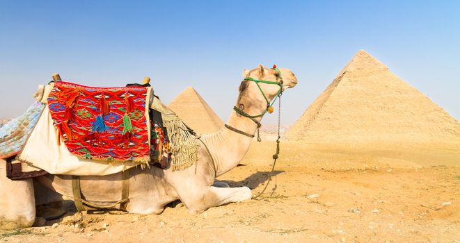 Camel at Giza pyramides, Cairo, Egypt. 