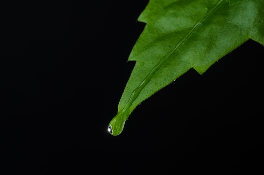 Green leaf and water drop