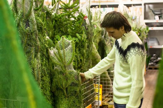 Young man choose christmas tree in the market