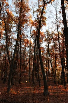 Autumn oak forest