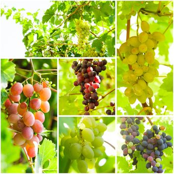 Grapevine collage