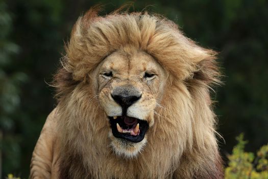 Male Lion Grimace