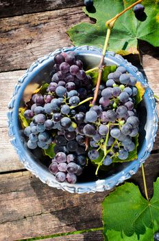 Grapes in plate