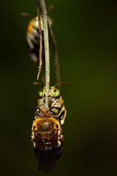 Bees on a branch.