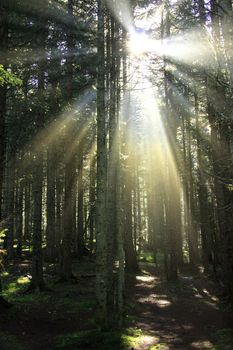 Sun rays in morning forest