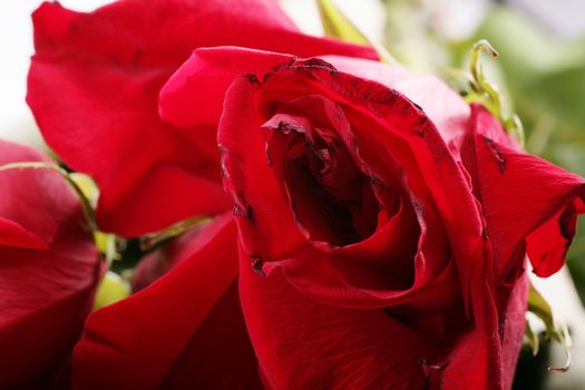 Macro shot of petals of withered red rose