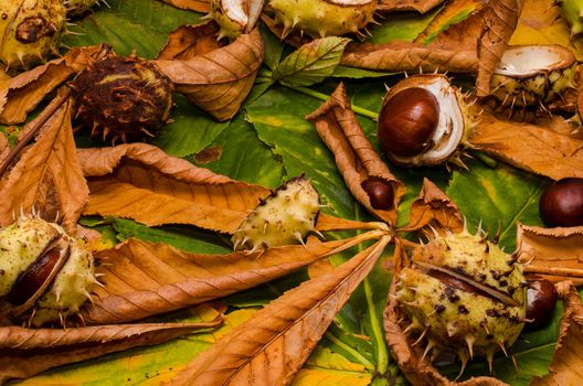 conker and leaves