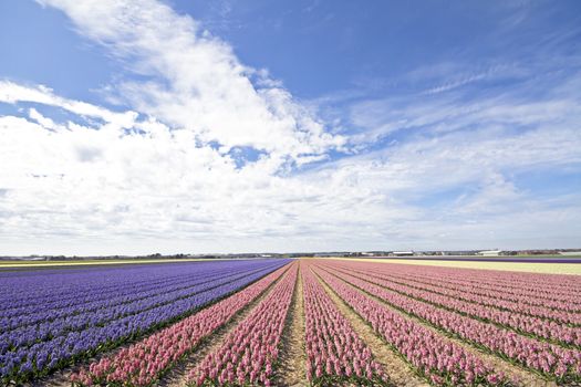 Colorful hyacinth fields in rural Netherlands