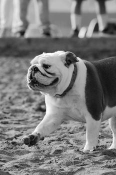 Bulldog on beach