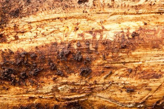 Rough Wood Texture