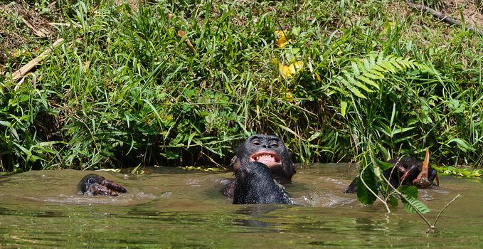 Bathing  Bonobo