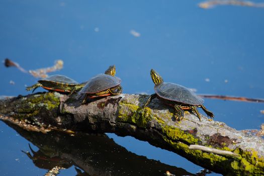 Painted Turtles Basking in the Sun