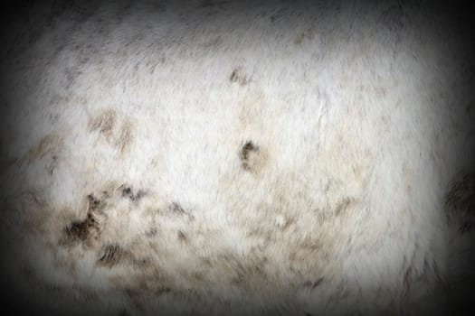 muddy white horse pelt