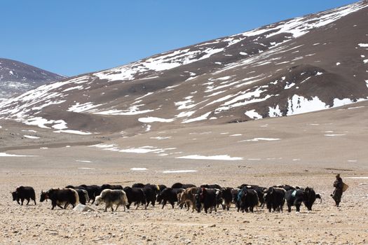 Tibetan Yak man following his group of yaks in the Himalayas. Ti