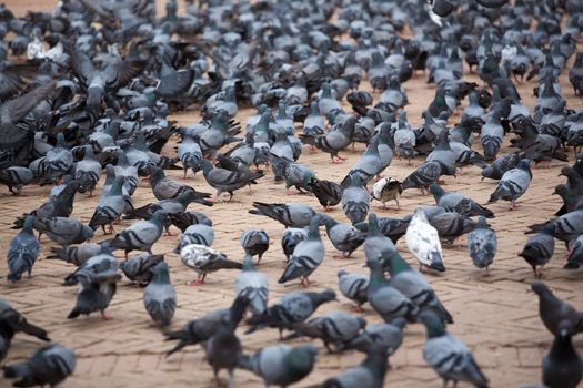 A group of pigeons at the Boudhanath Stupa in Kathmandu