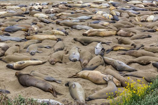 California Elephant Seals in Piedras Blancas point Big Sur