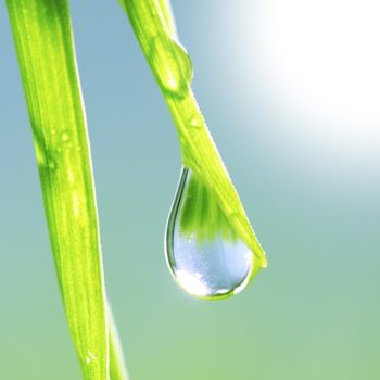 Grass with dew drop