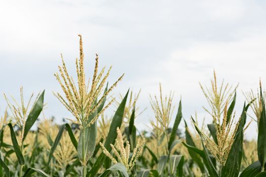 corn maize farm
