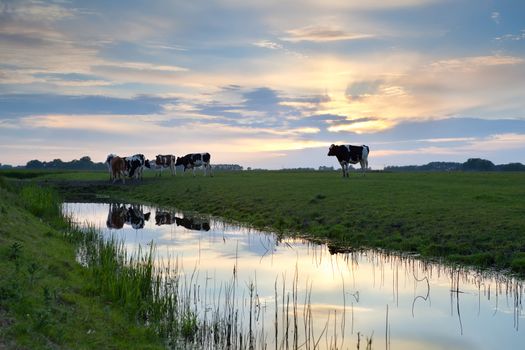 cattle on pasture at sunset
