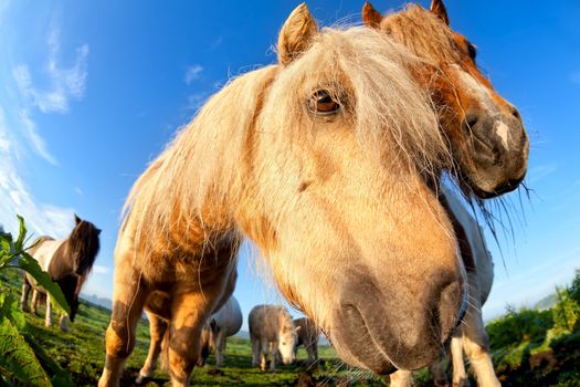 pony muzzle on pasture close up
