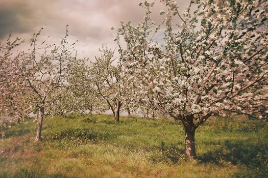 Blossoming apple orchard in spring 