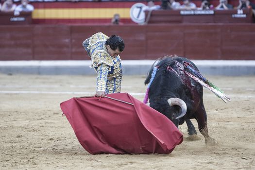 Spainish bullfighter Ivan Fandi��o bullfighting with a crutch in a beautiful pass by low in the Bullring of Jaen, Andalusia, Spain