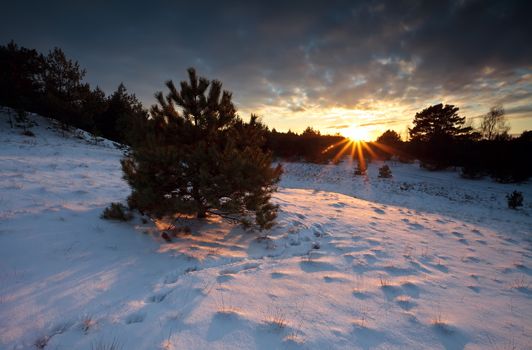 sunbeams at sunset over forest in snow