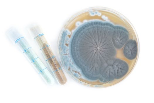 Penicillium fungi on agar plate and tubes with antibiotics