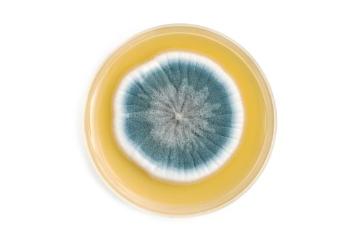 fungi on agar plate over white background