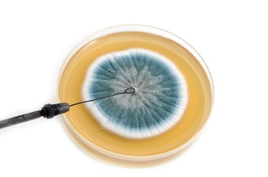 metal laboratory loop and fungi on agar plate