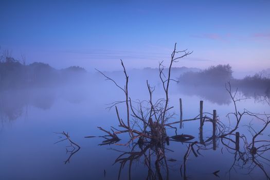 misty sunrise on bog