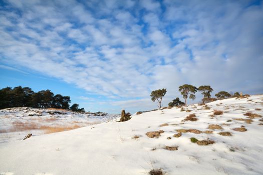 pine trees on dune covered with snow