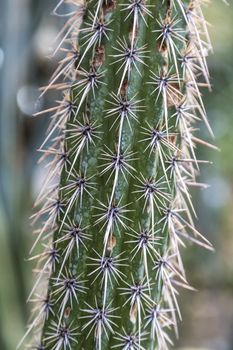 closeup of a cactus with long spikes