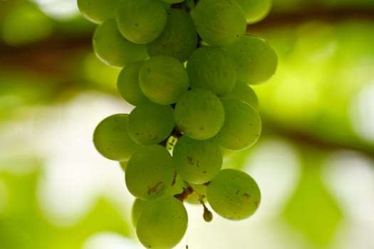 Green Grapes 2