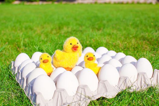 White eggs in paper tray and chickens on green grass close-up