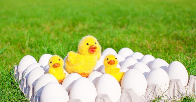 White eggs in paper tray and chickens on green grass closeup