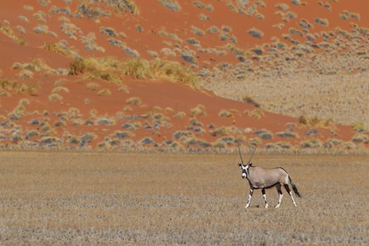 Gemsbok antelope (Oryx gazella)
